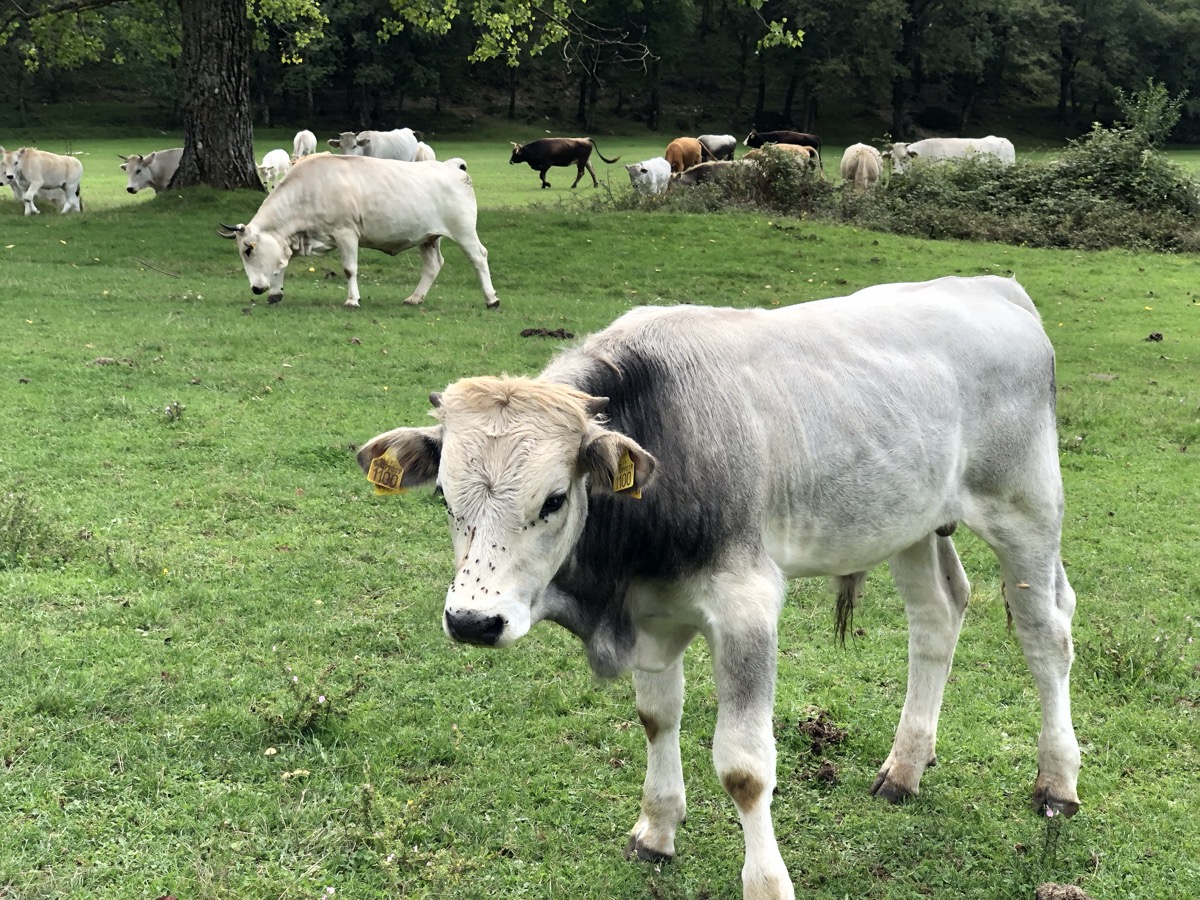 Allevamento naturale