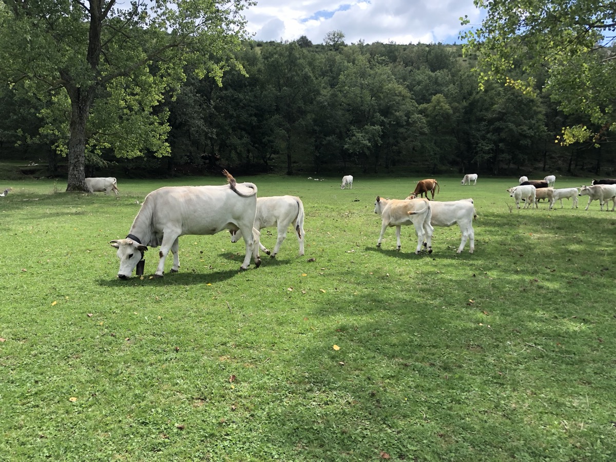 Mucche e vitelli al pascolo