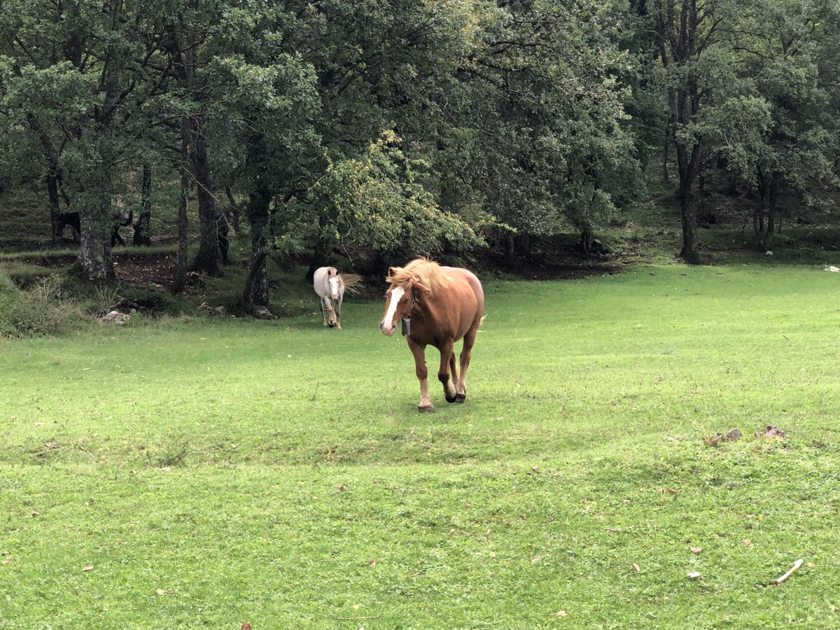 Cavalli al pascolo